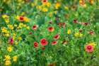 Firewheels (Gaillardia pulchella) in bloom Art Print